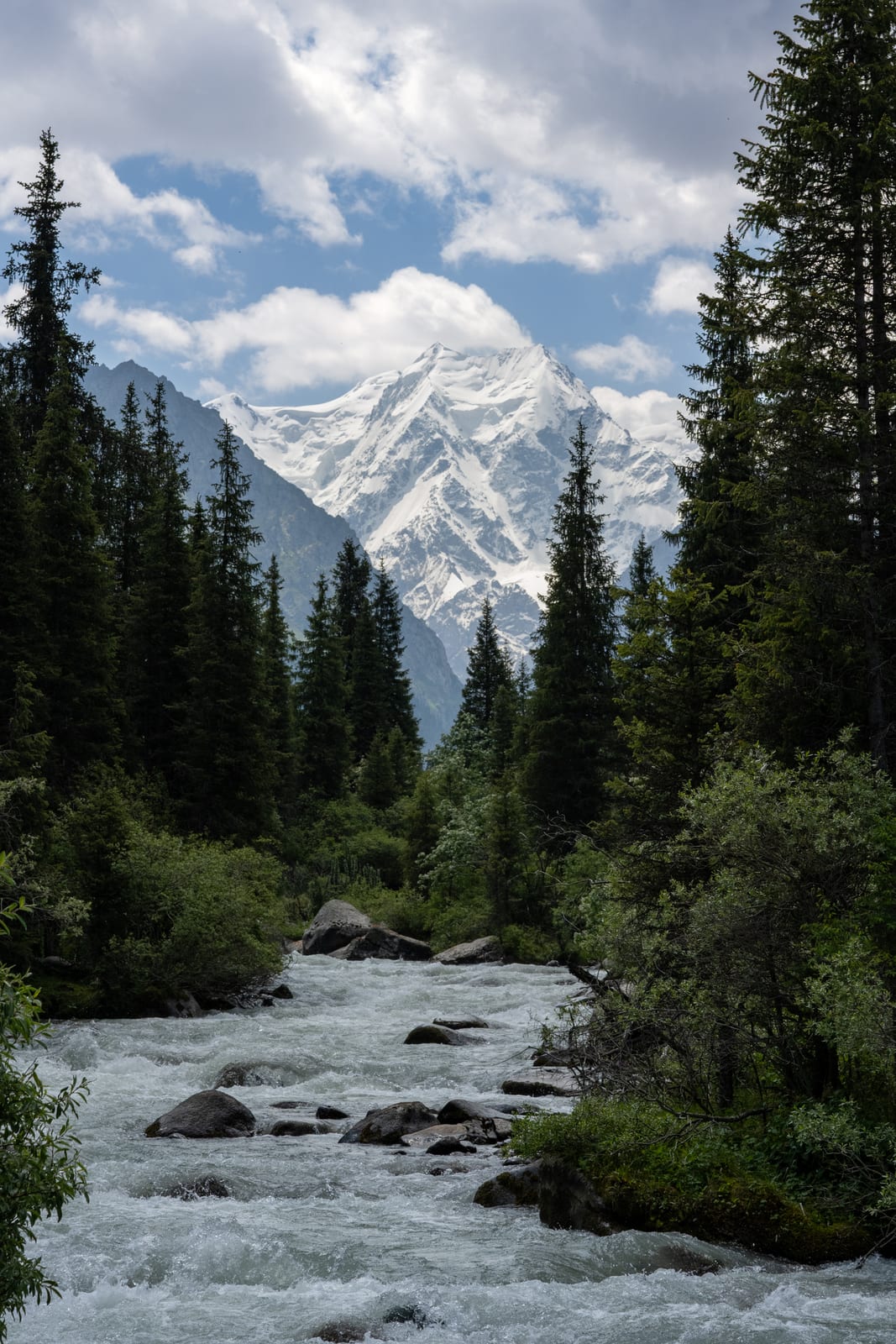 Glacial river rushing through spruce forest with a snow-covered peak framed between the trees