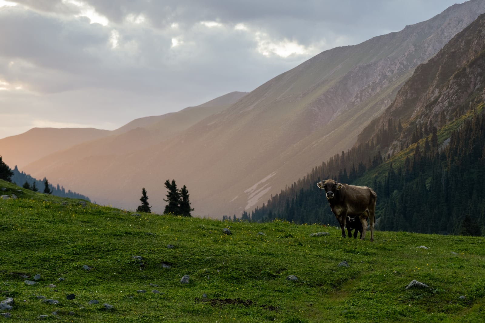 Cow standing on a dark meadow with hazy warm evening light across a mountain slope