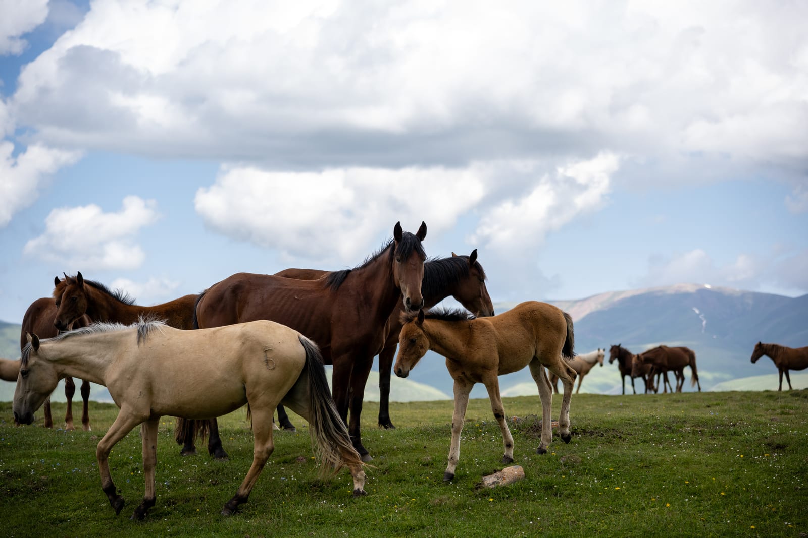 Group of horses with a pale foal on the plateau under big clouds