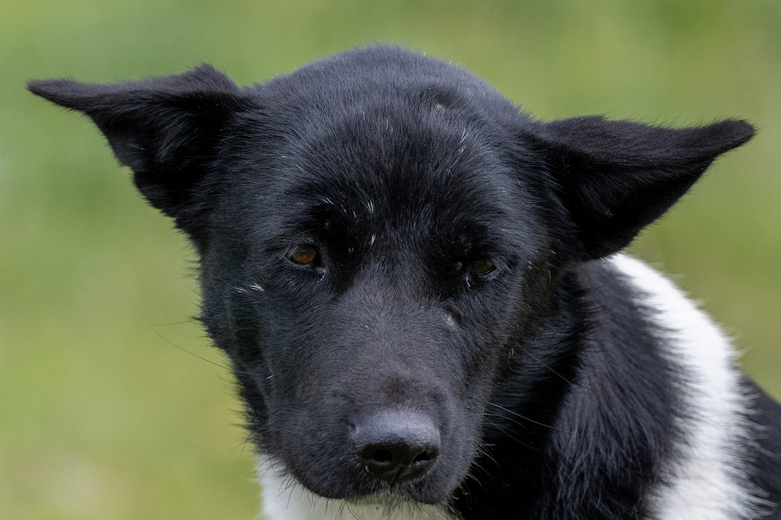 Close portrait of a black and white herding dog against soft green