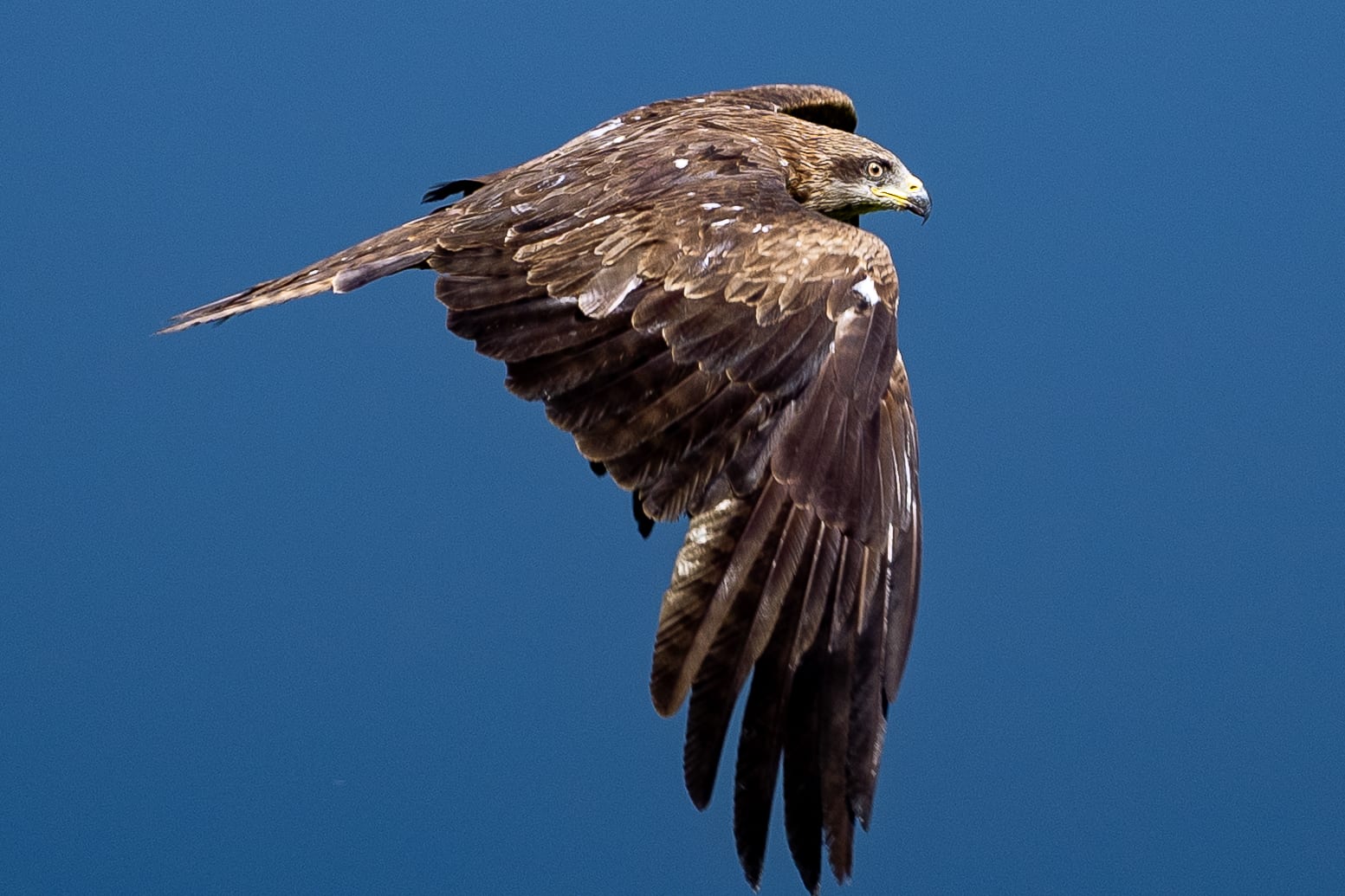 Raptor in flight with wings swept down, sharp against a clean deep blue sky