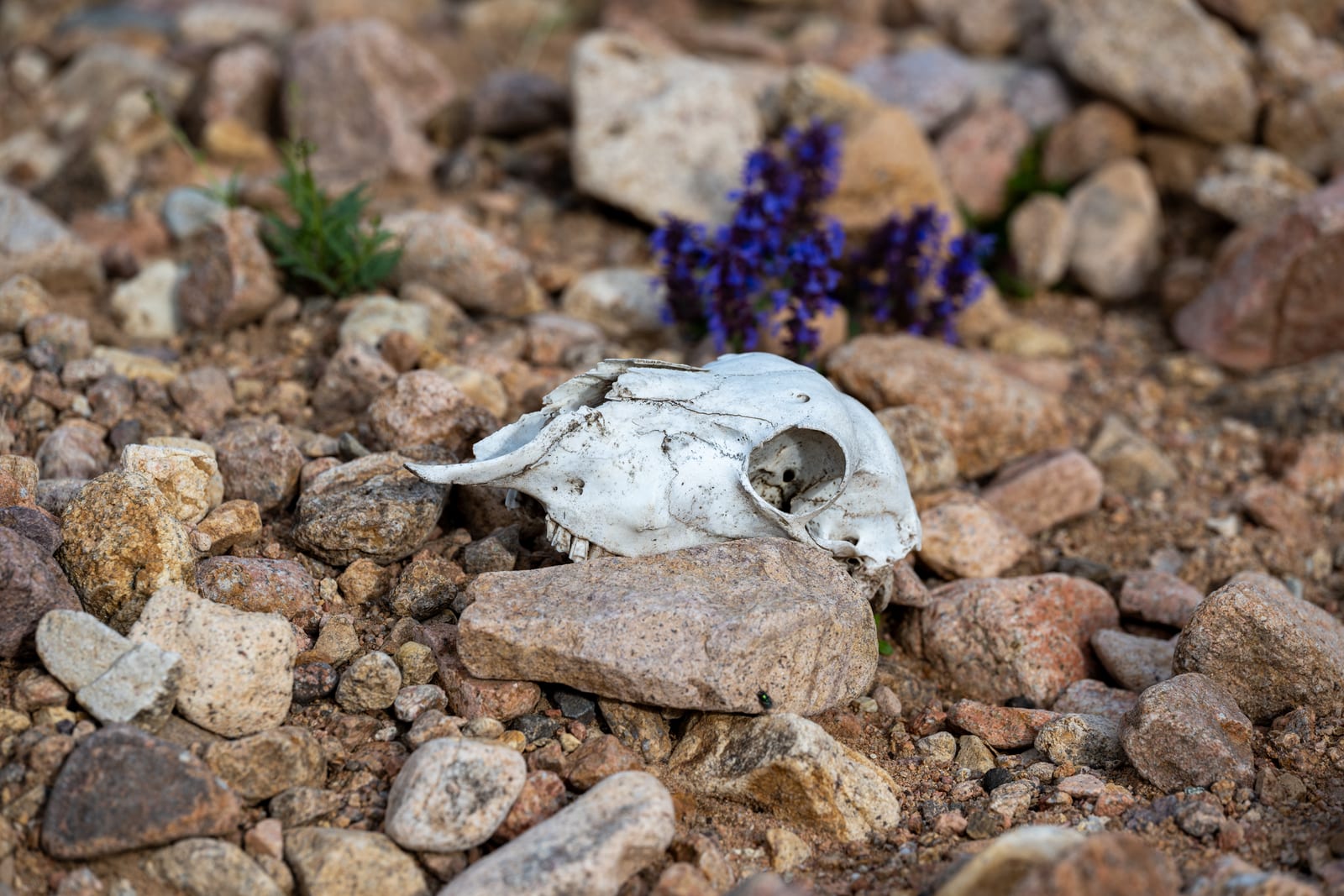 Bleached animal skull among stones with a clump of purple flowers