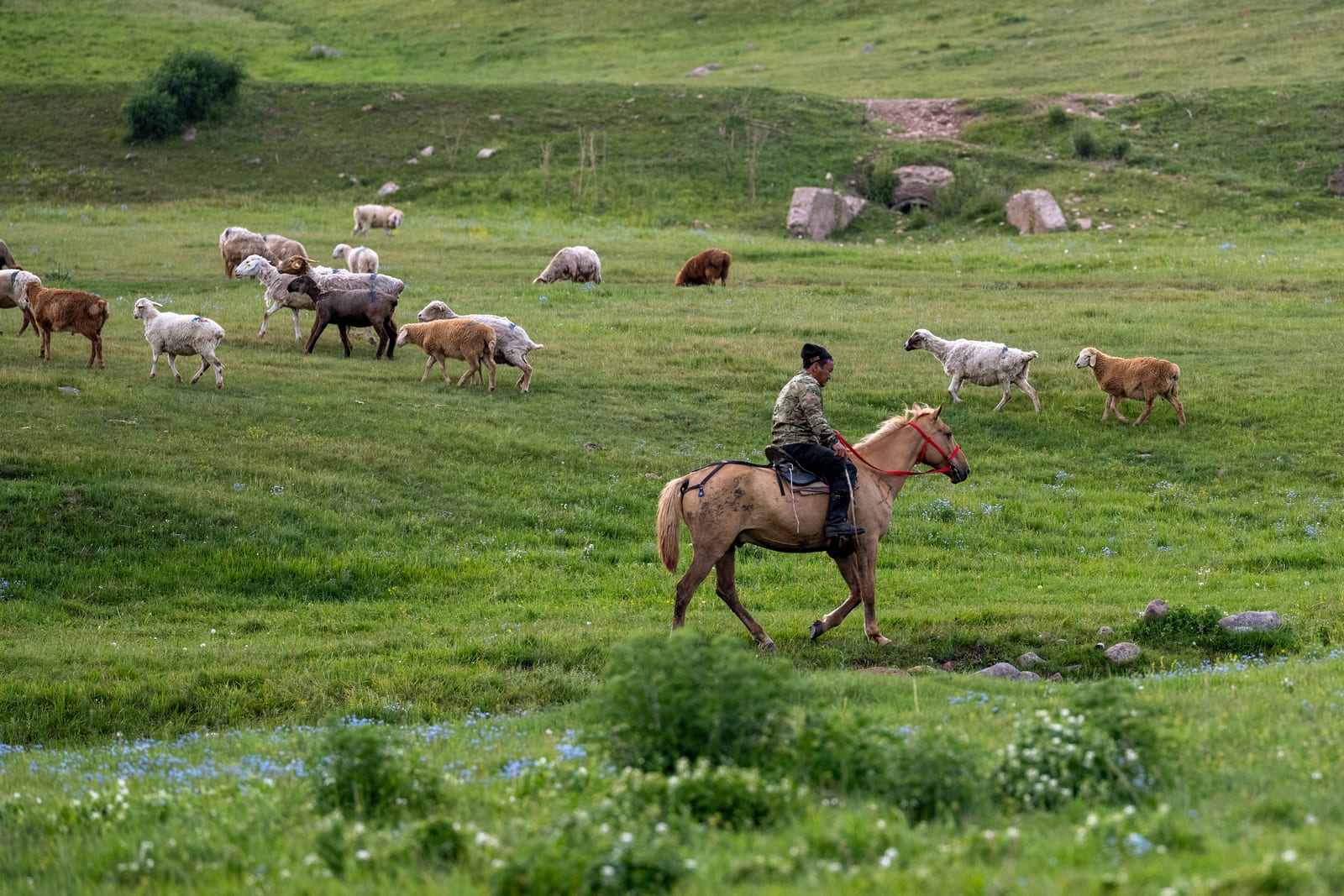 Herder on horseback moving a flock of sheep across a green pasture