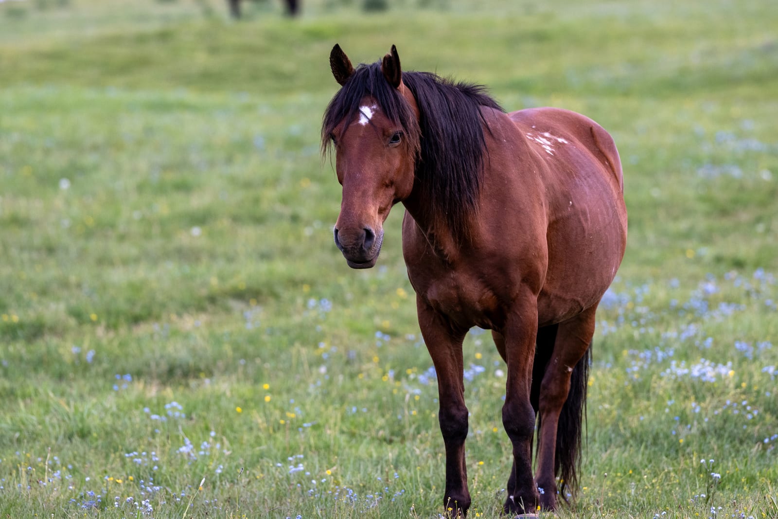 Bay horse standing facing the camera in a flowered meadow