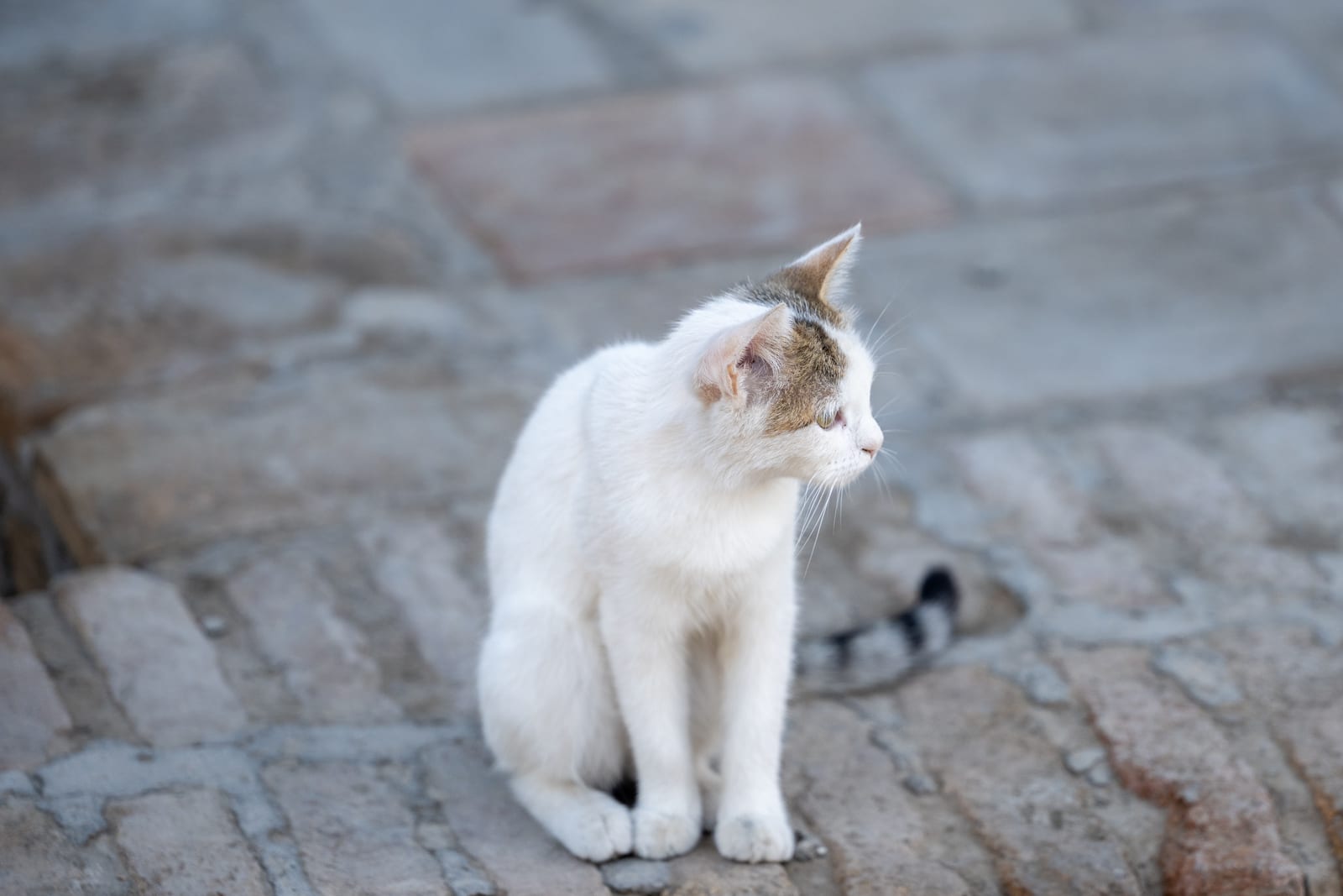 White cat sitting on worn brick paving, looking aside