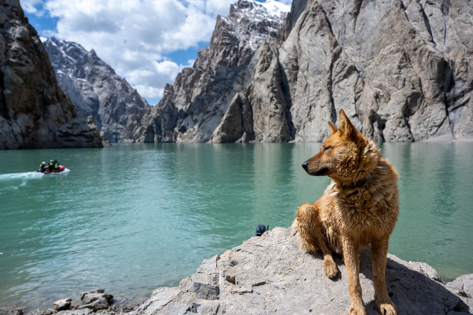 Tan dog sitting on a rock looking out over a turquoise lake and cliffs, small boat in the distance