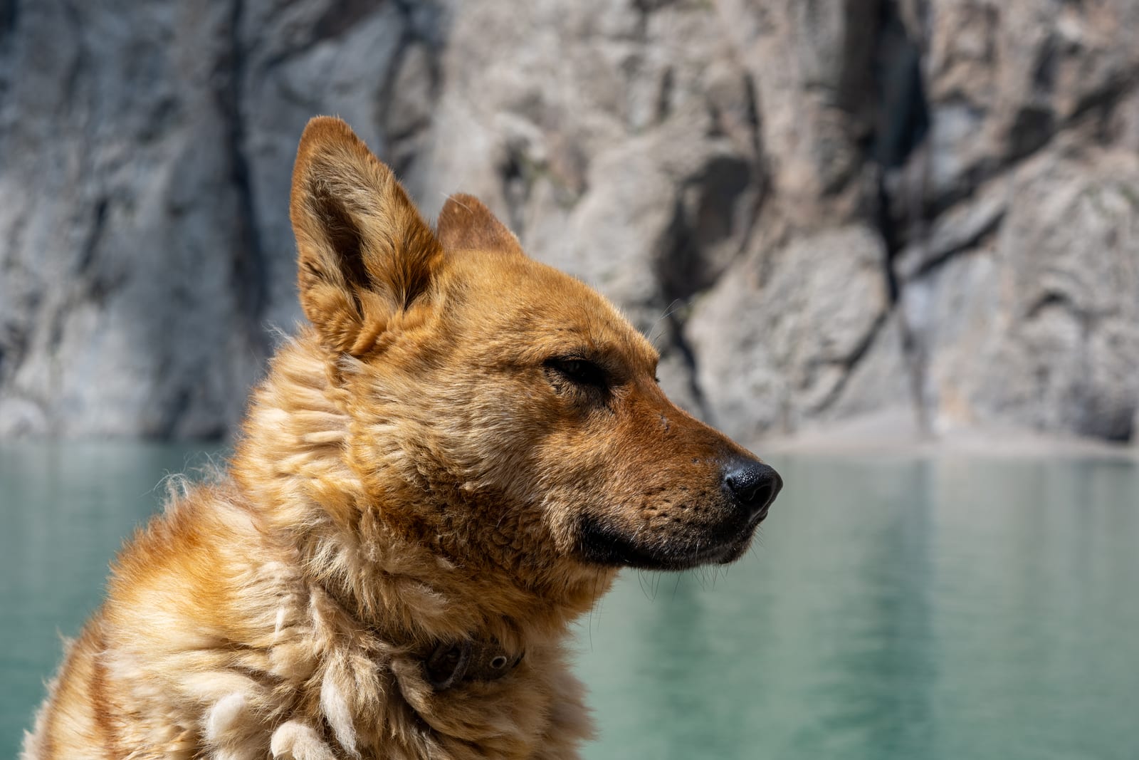 Close portrait of a tan dog with eyes narrowed, cliffs and water blurred behind