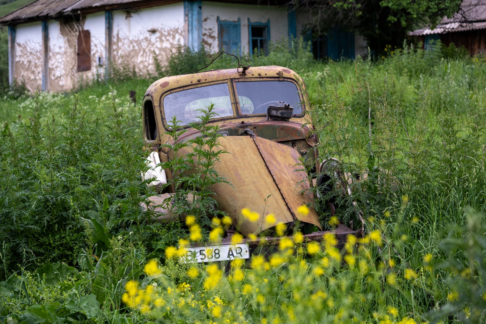 Rusting abandoned truck sunk in tall grass and yellow flowers beside a whitewashed farmhouse
