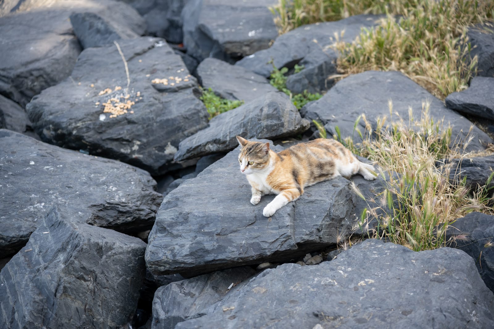 Calico cat resting on dark grey breakwater boulders with tufts of grass