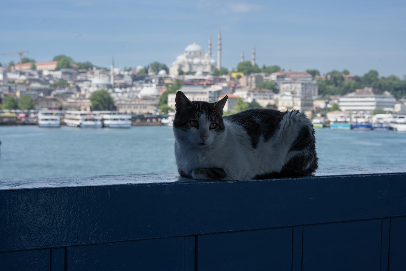 Cat loafing on a bridge wall looking at camera, Golden Horn and hilltop mosque soft behind