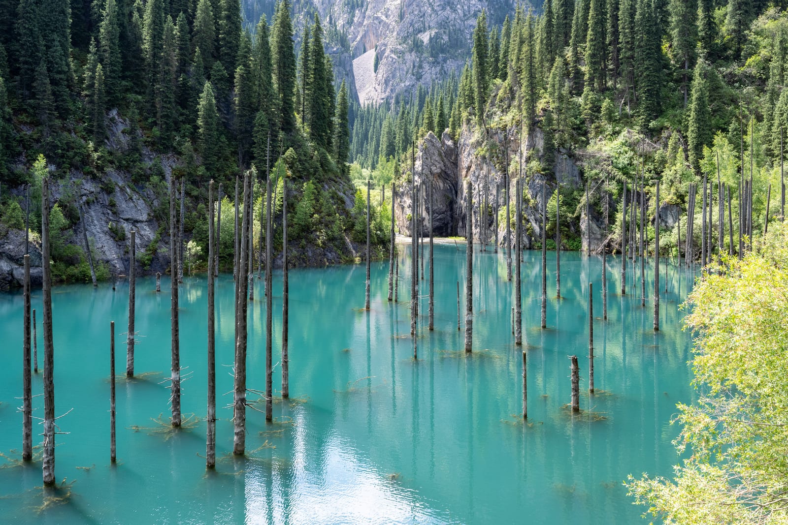 Turquoise Kaindy Lake with bare drowned spruce trunks rising from the water, forested cliffs behind