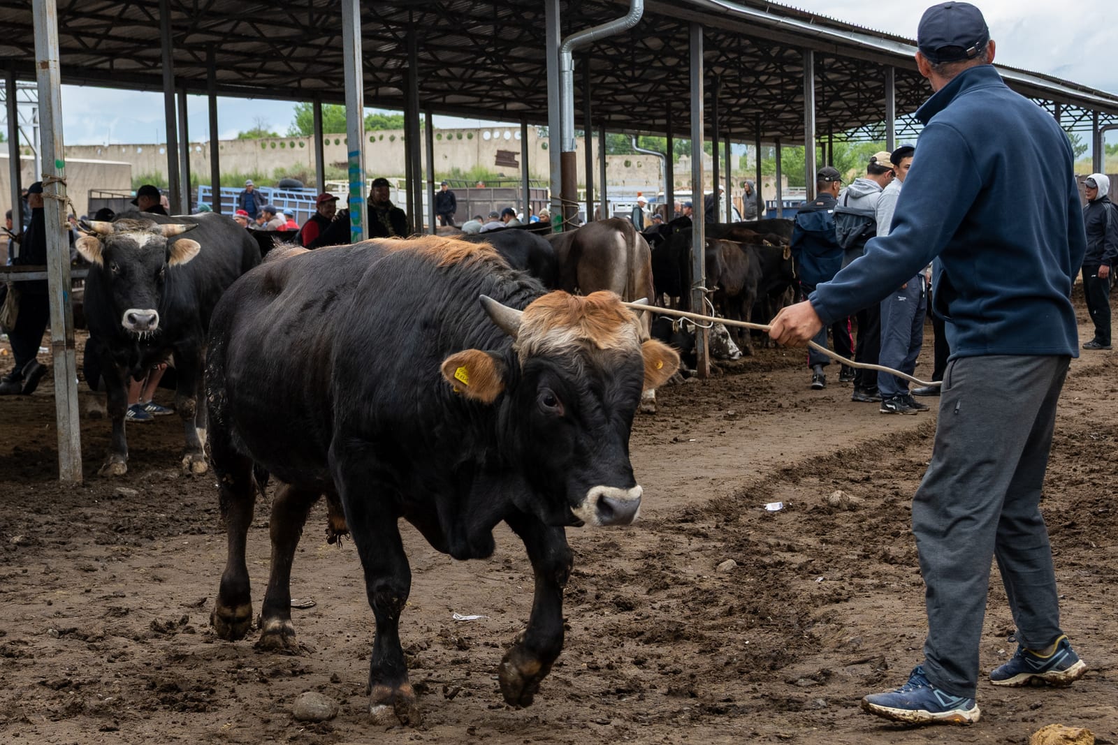 Man leading a black bull on a rope through the muddy livestock market