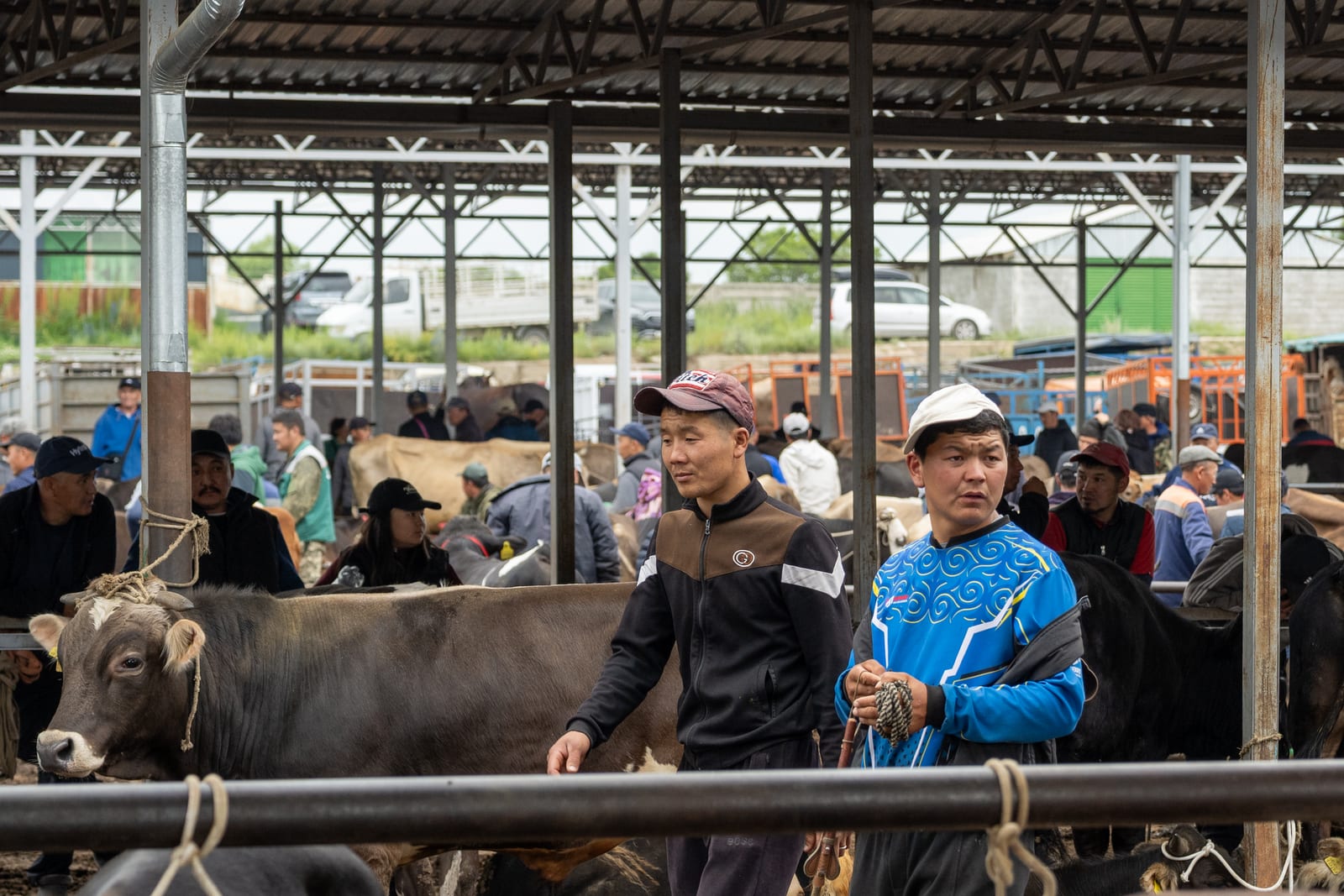 Two young men in caps handling cattle at the rail of the animal bazaar