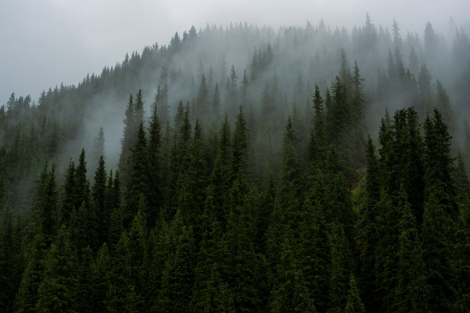 Dark spruce forest on a slope dissolving into low cloud and mist