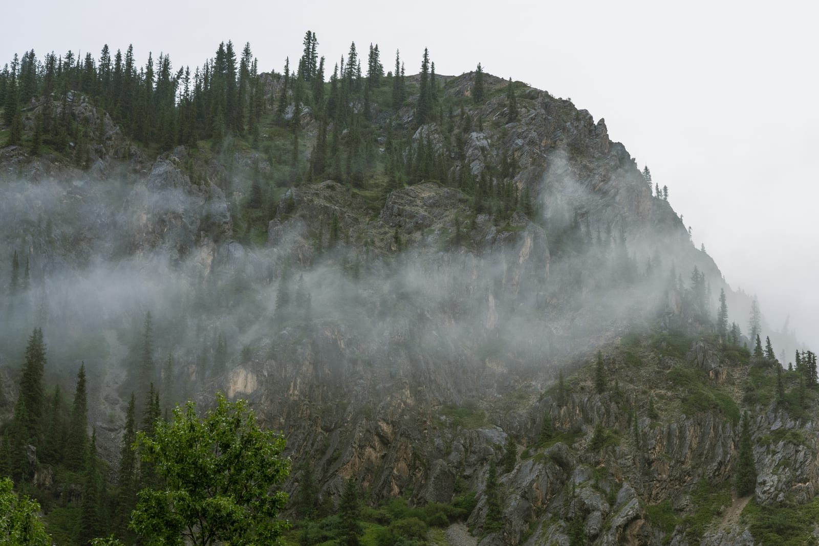 Rocky tree-topped cliff with a band of mist drifting across it