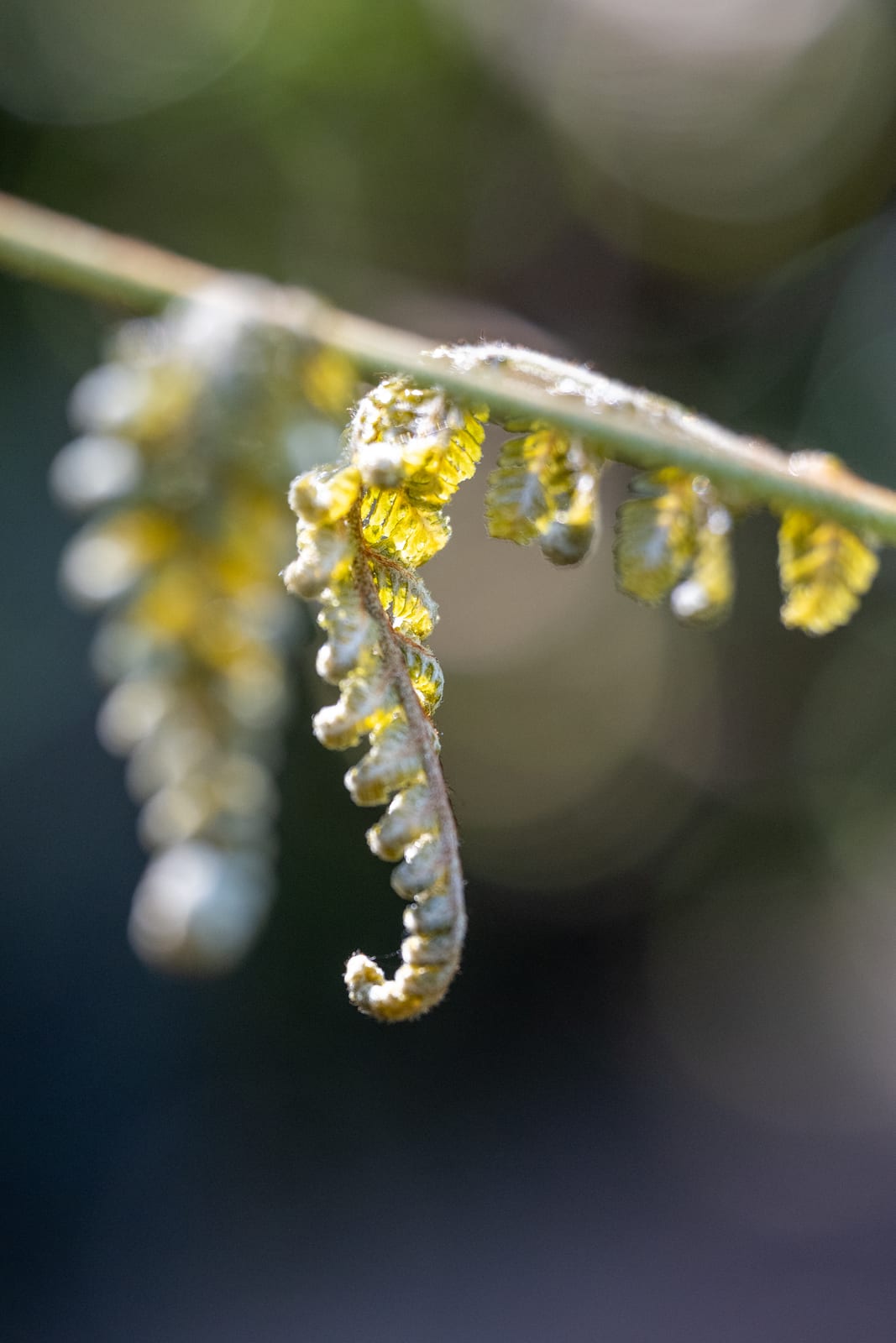 Curled yellow-white fern fiddleheads hanging from a stem against dark bokeh