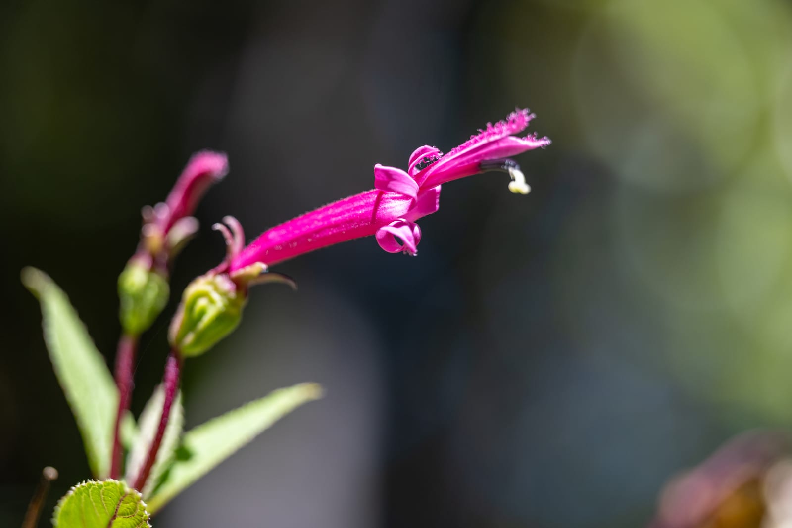 Magenta tubular flower in sharp focus against soft dark-green background