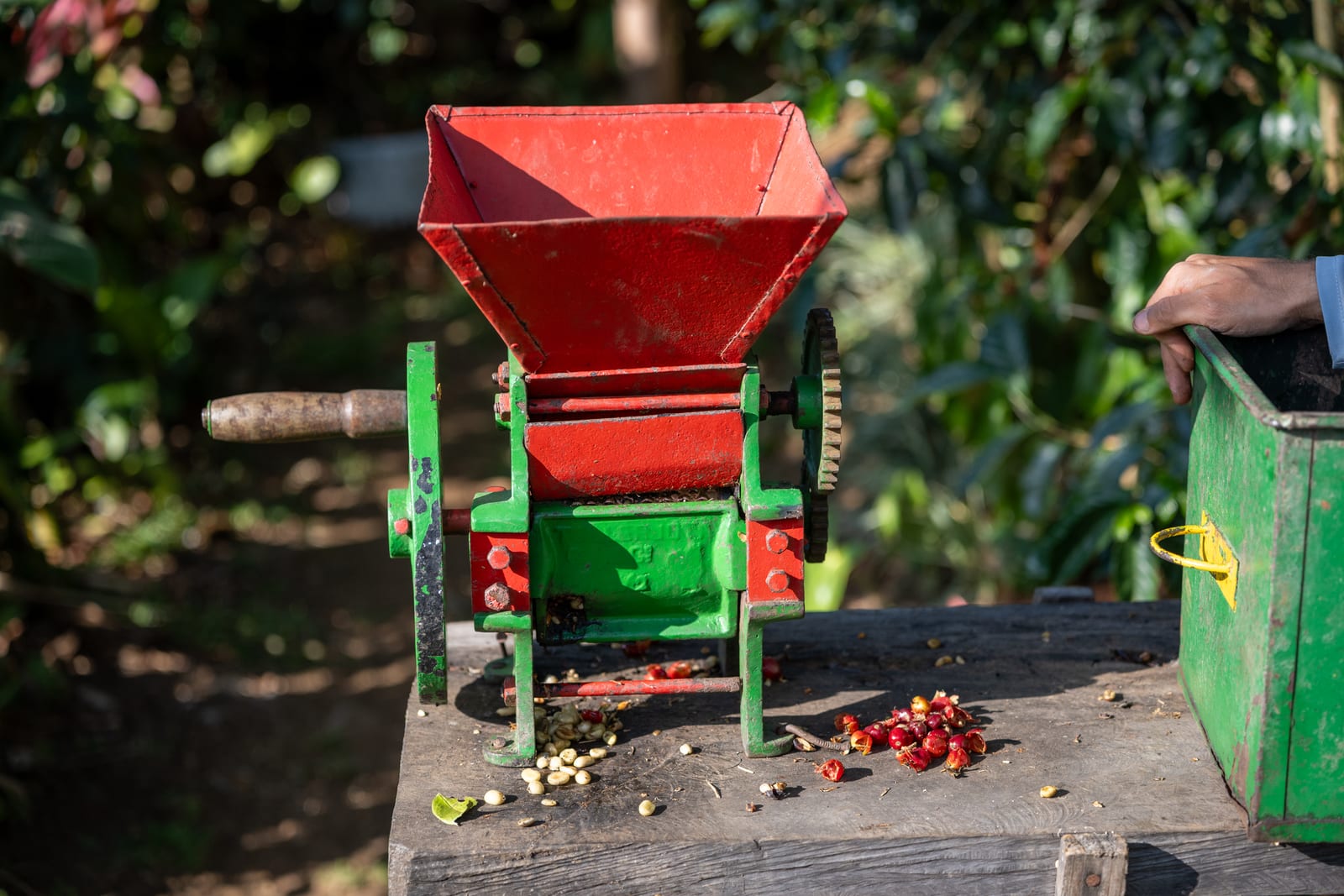 Red and green hand-cranked coffee pulper with coffee cherries on a wooden table