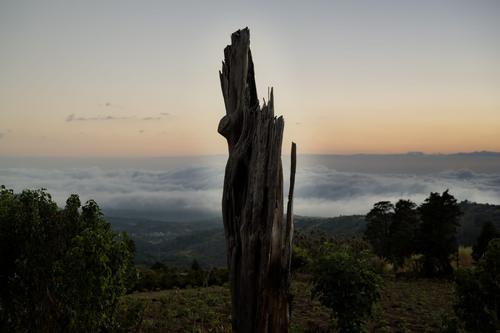 Weathered tree stump silhouetted against pastel dawn sky above a sea of clouds