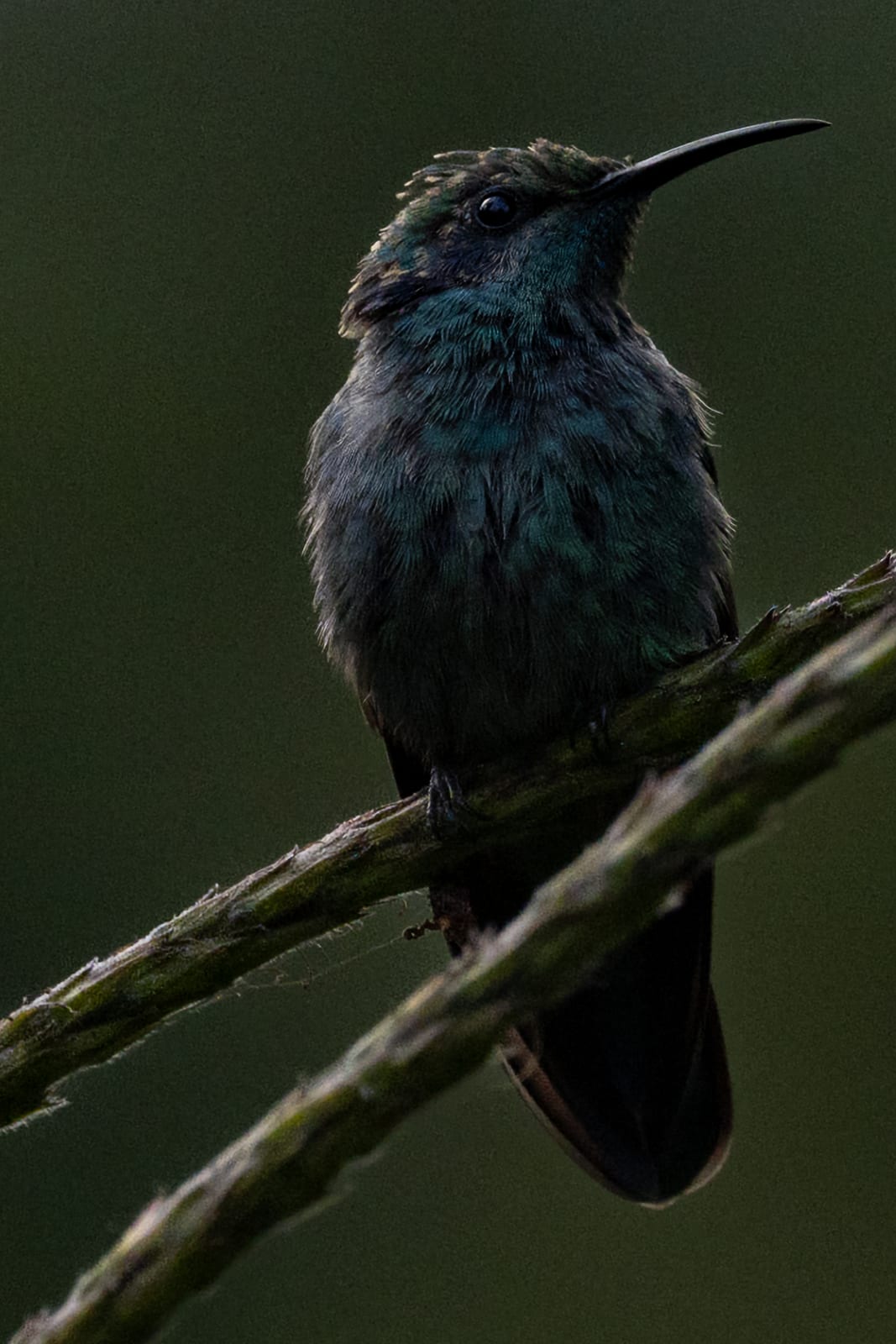 Dark iridescent hummingbird perched on a mossy branch against deep green