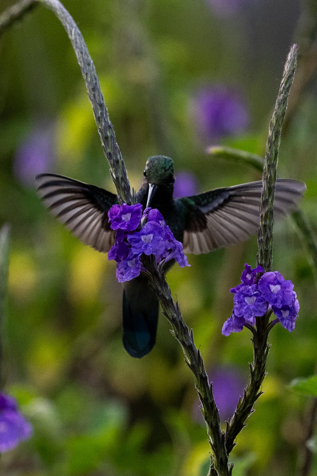 Hummingbird with wings spread feeding at purple flowers, seen from behind