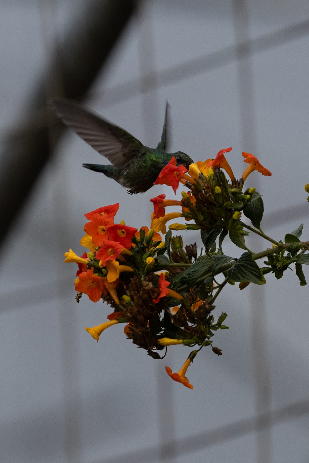 Hummingbird feeding at a cluster of orange flowers against a pale grey background
