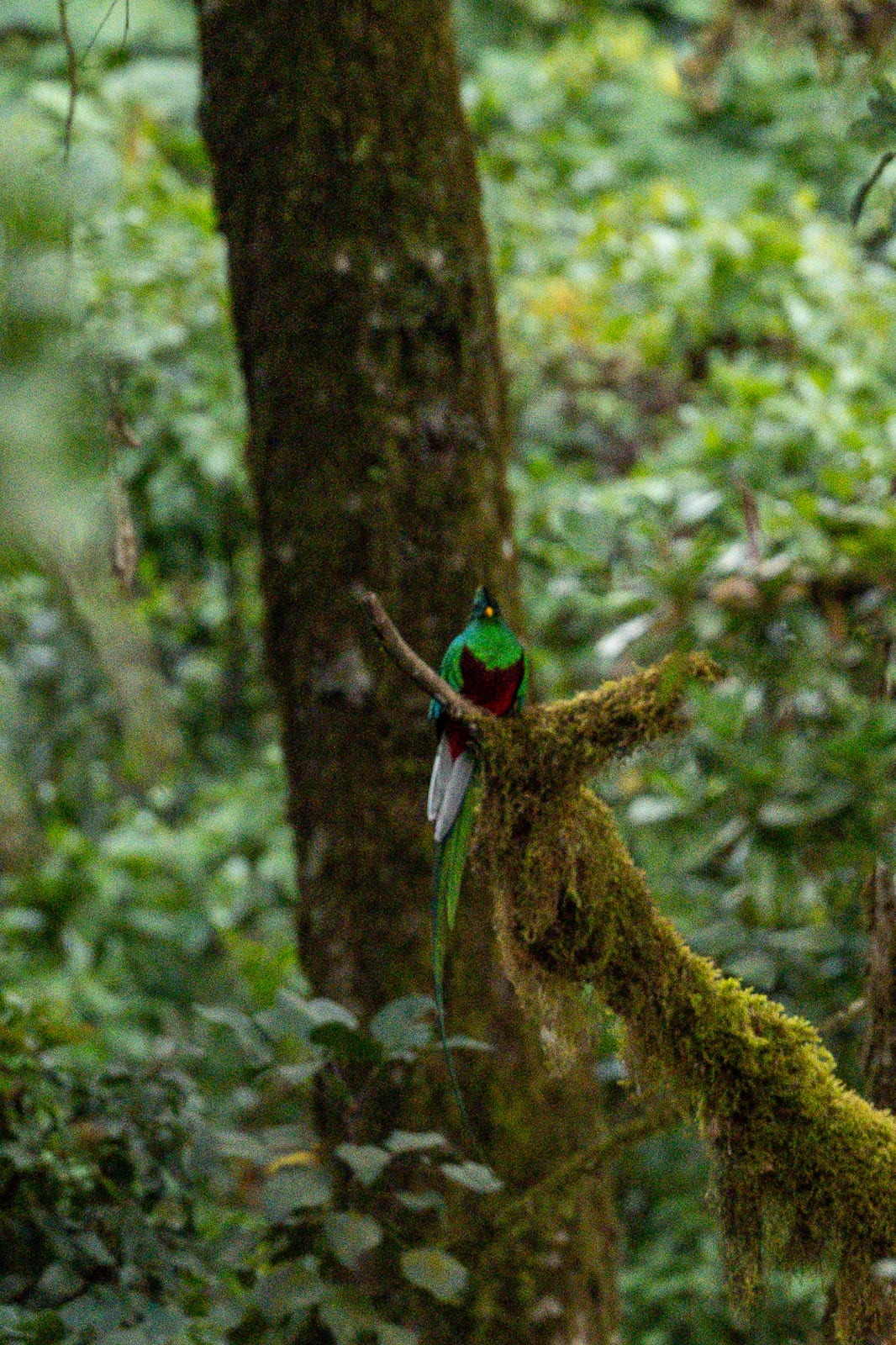 Resplendent quetzal perched on a mossy limb in cloud forest