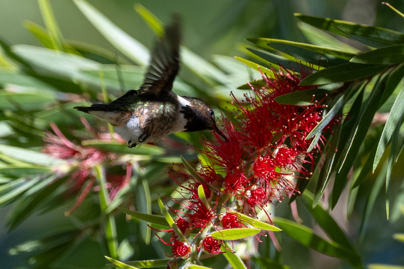 Hummingbird feeding at red bottlebrush flowers with wings raised