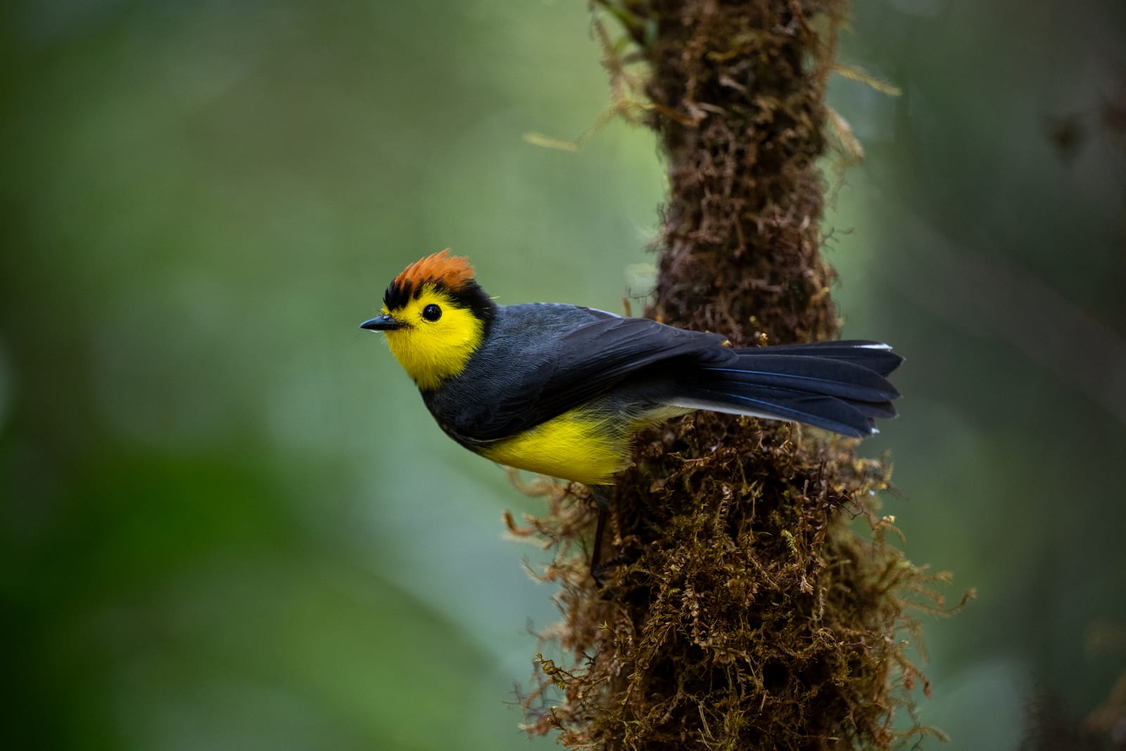 Collared redstart with a yellow face and rufous cap clinging to a mossy trunk against a clean green background