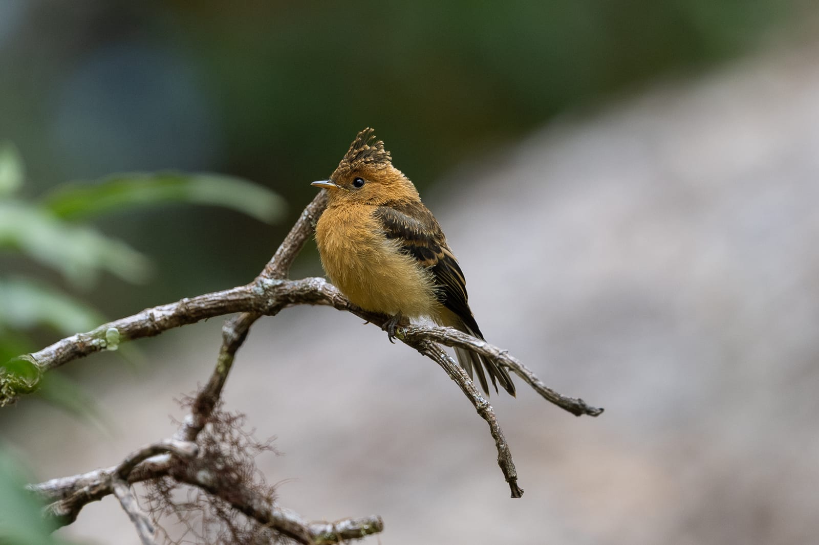 Small tufted orange-brown flycatcher perched on a bare twig, soft grey-green background