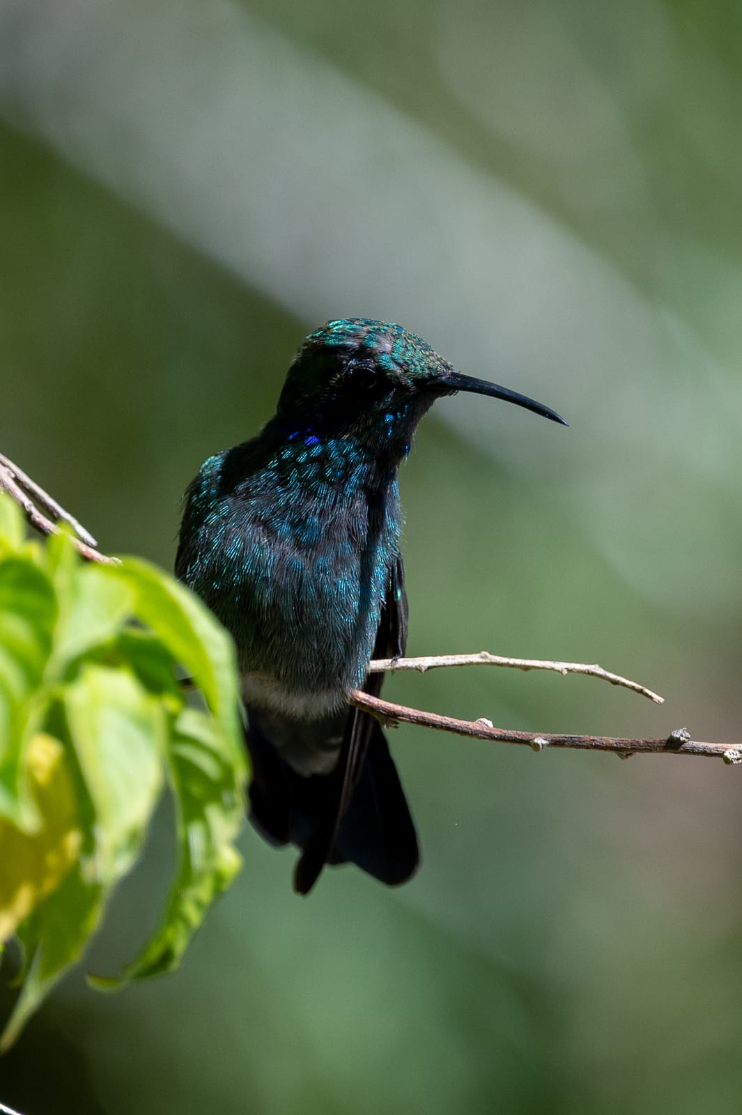 Blue-green hummingbird with curved bill perched in profile beside bright leaves
