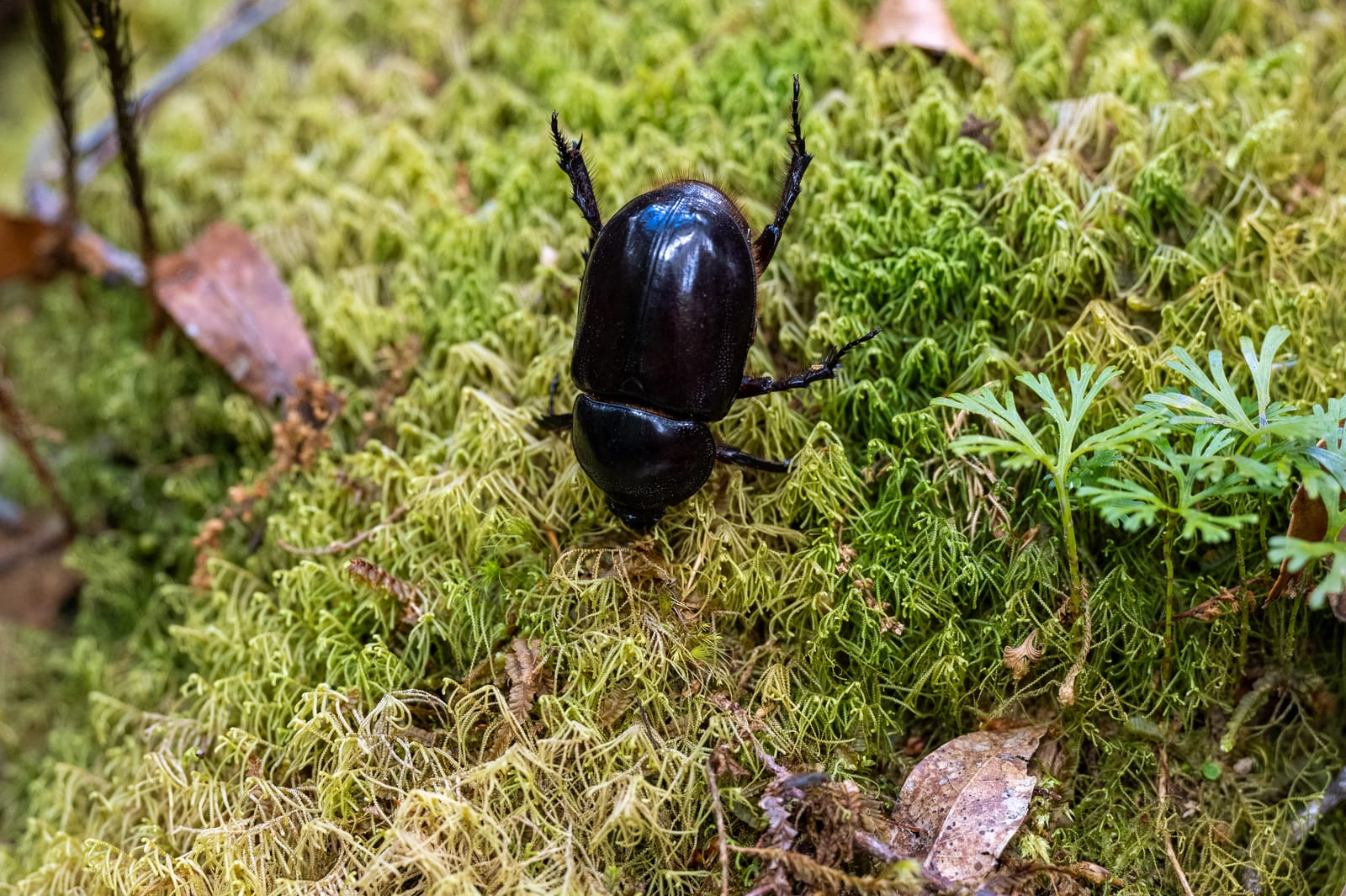 Glossy dark beetle on a bed of bright green moss, seen from above