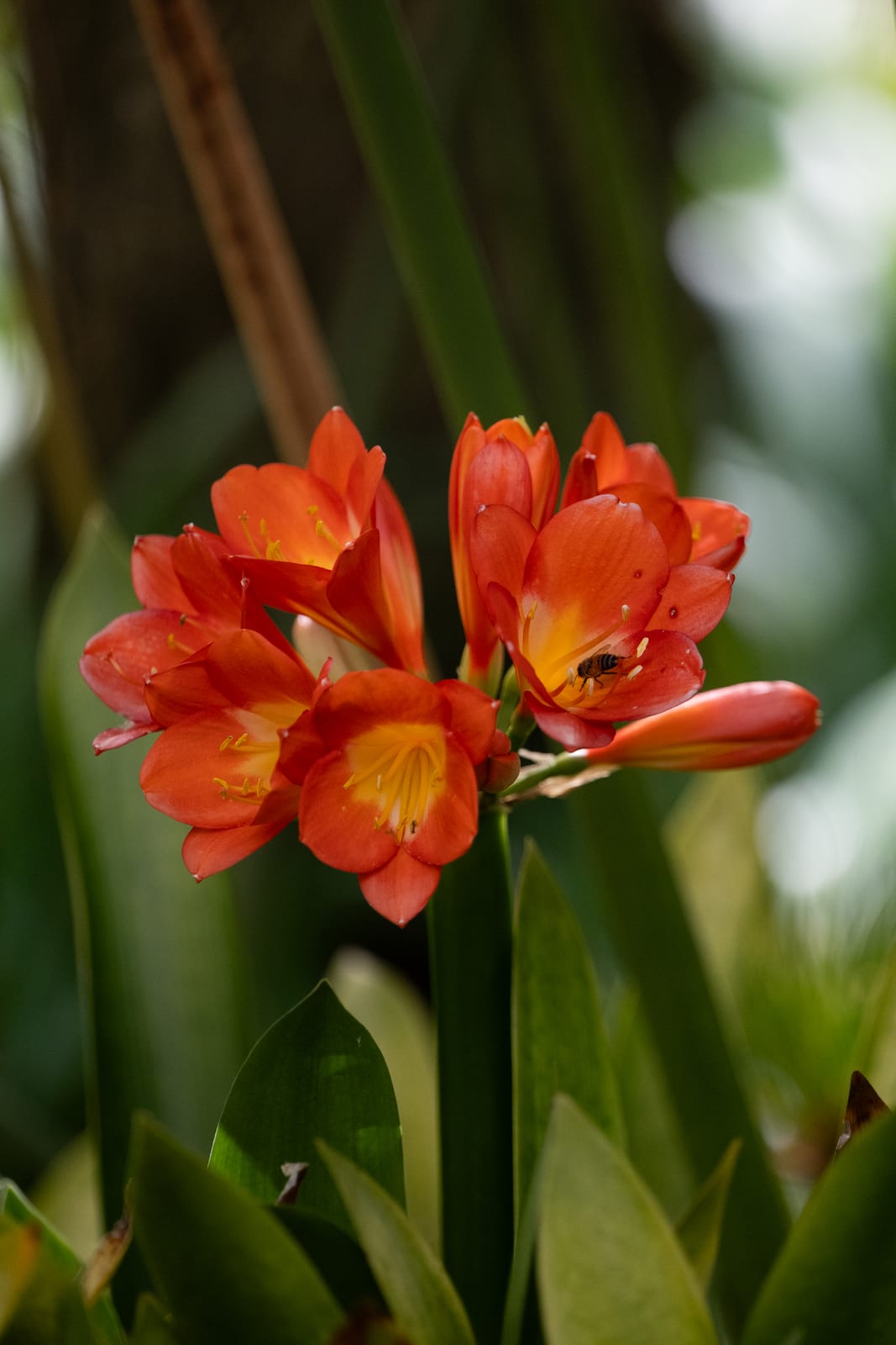Cluster of orange clivia-like flowers against blurred foliage