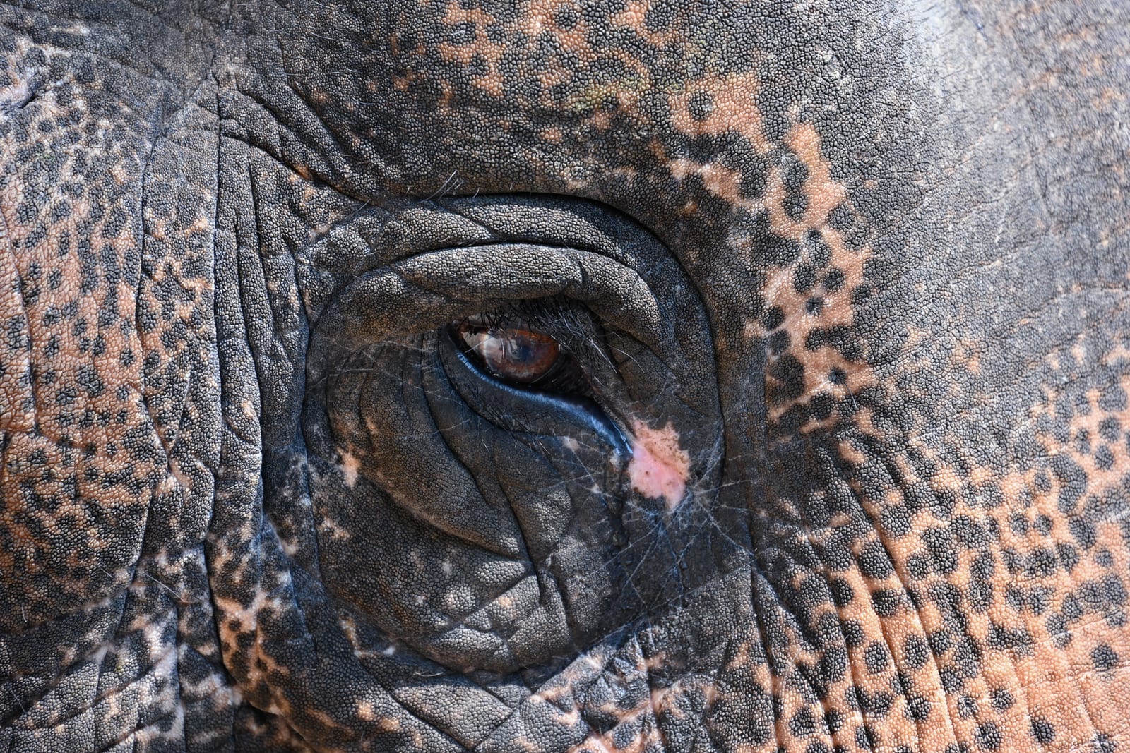 Extreme close-up of an elephant's eye and mottled pink-grey skin