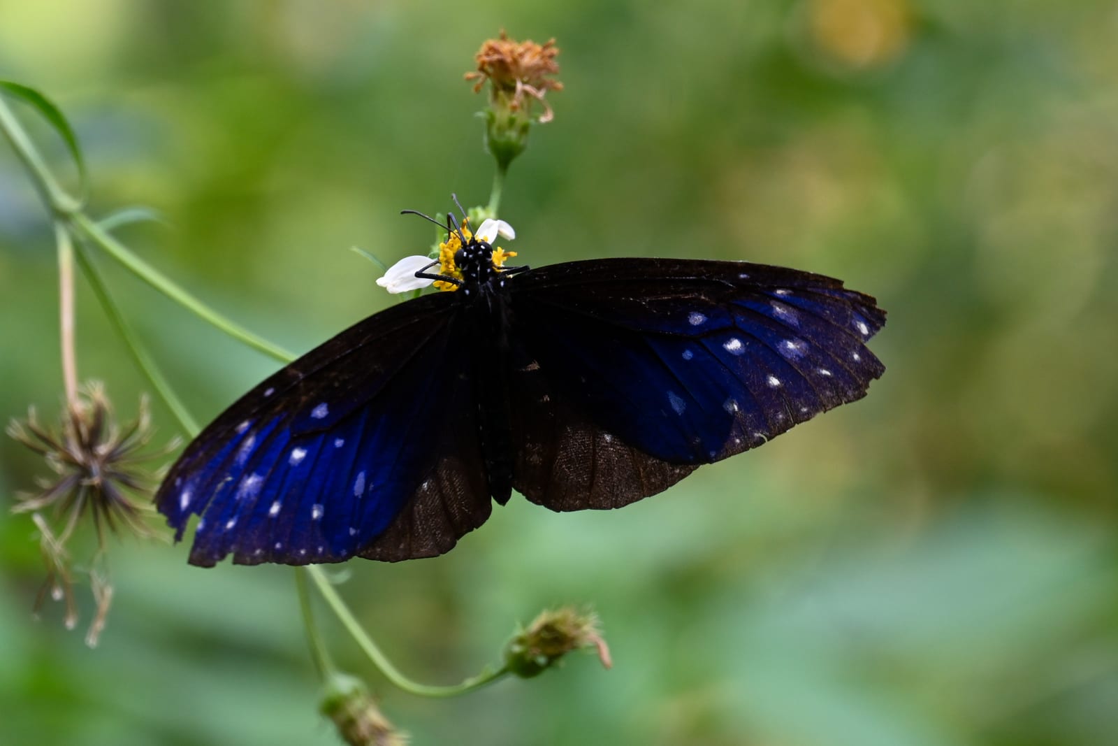 Dark blue spotted butterfly with open wings on a flower, green background