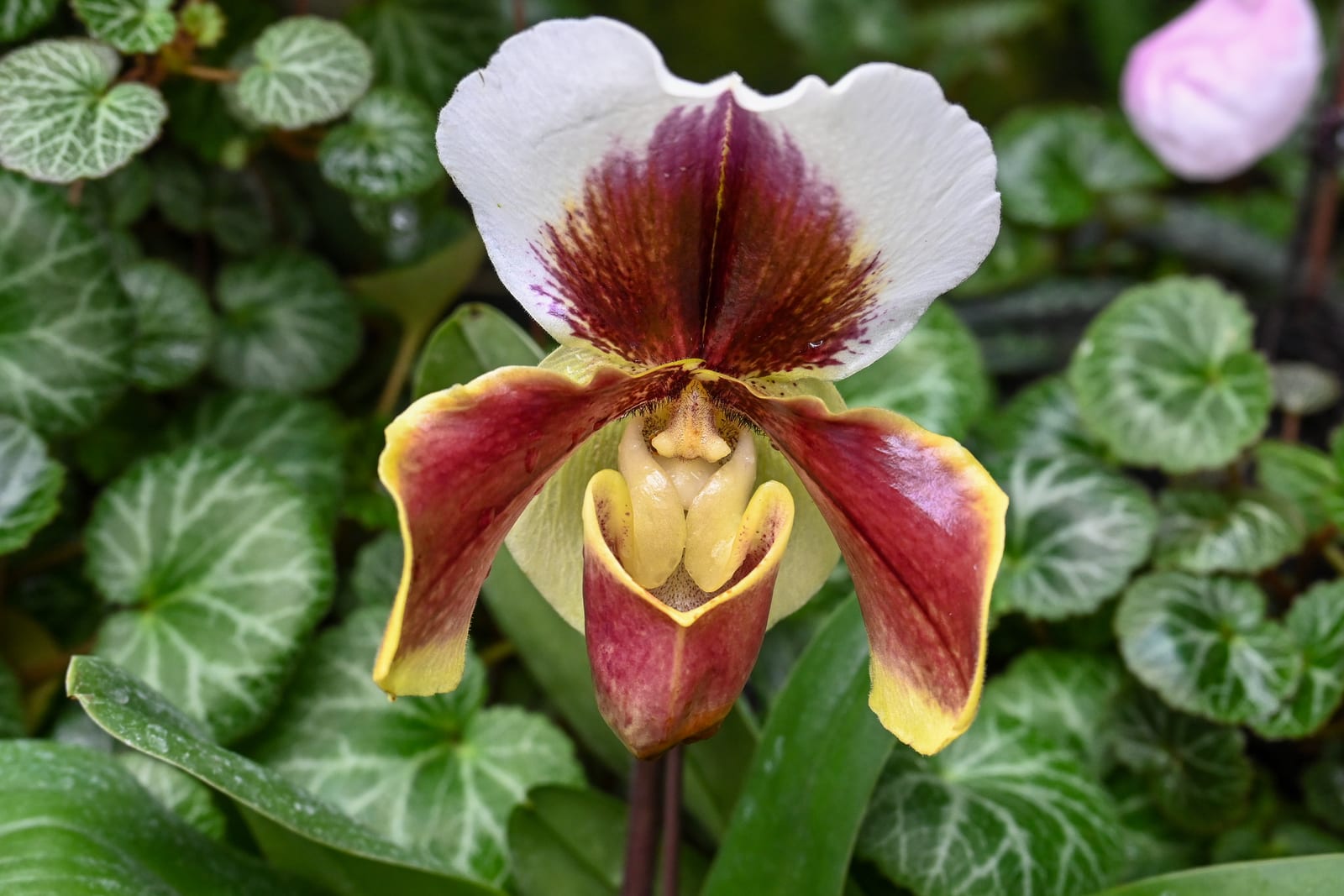 Maroon, yellow and white slipper orchid over patterned leaves