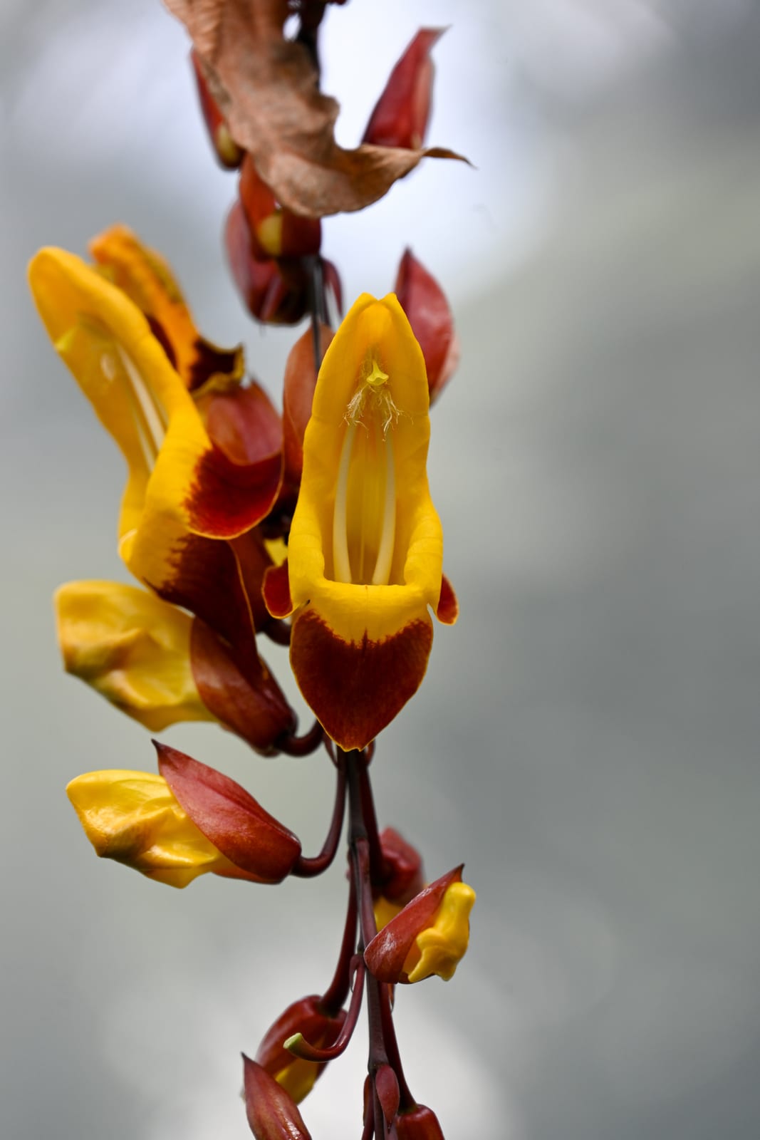 Hanging chain of yellow and maroon flowers against a soft grey background