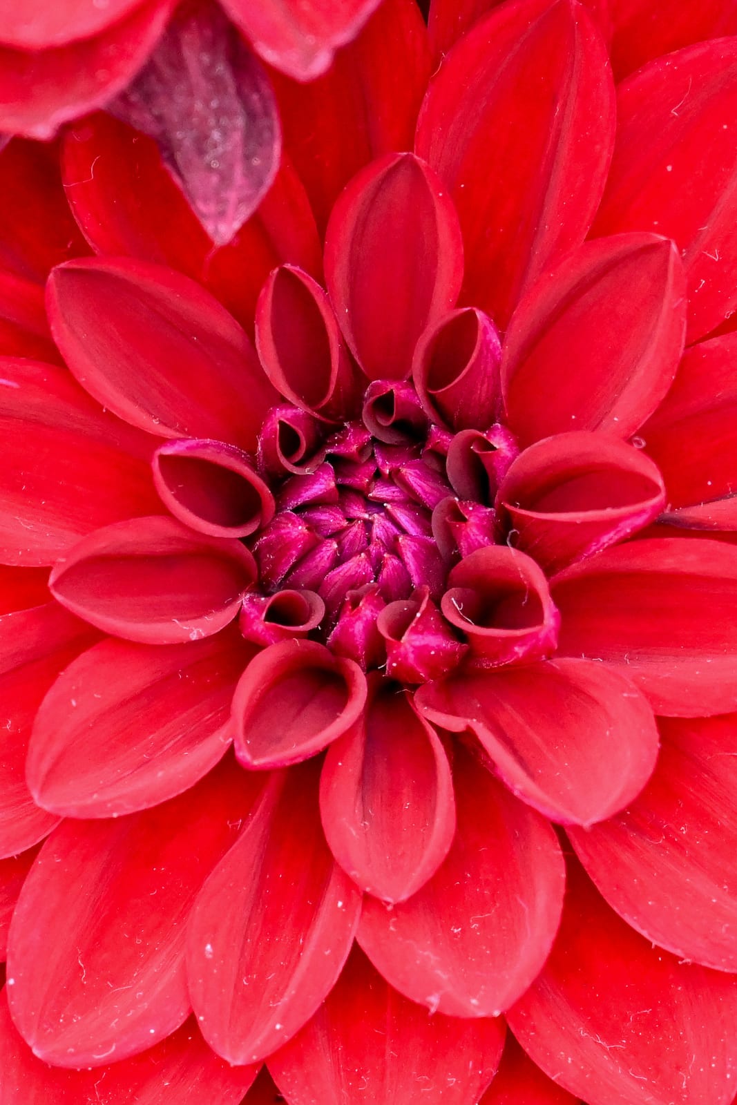 Red dahlia filling the frame with water droplets