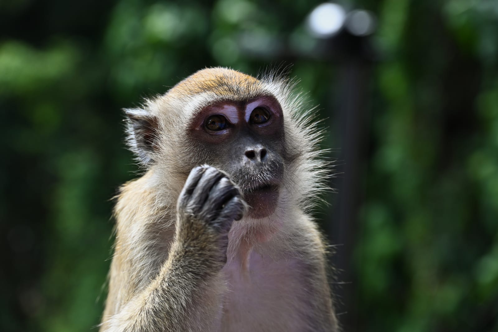 Macaque eating with hand to mouth against dark green foliage