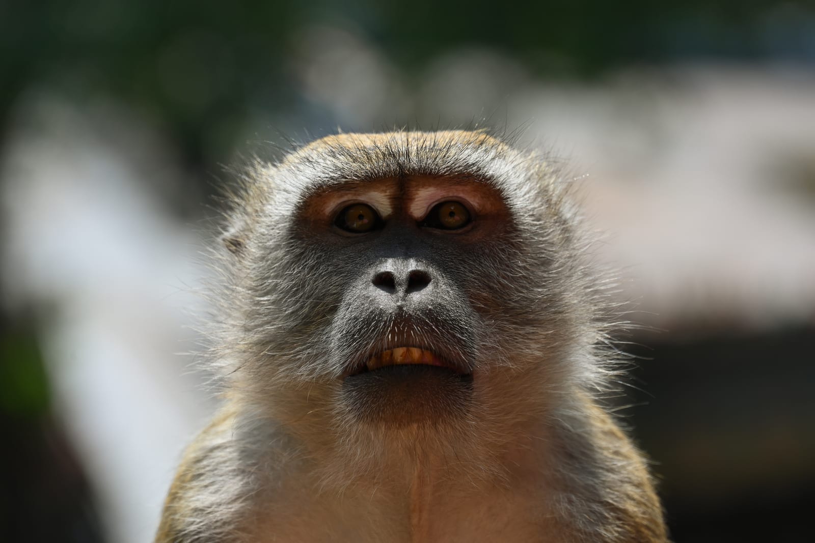 Tight frontal portrait of a macaque with intense stare, soft background