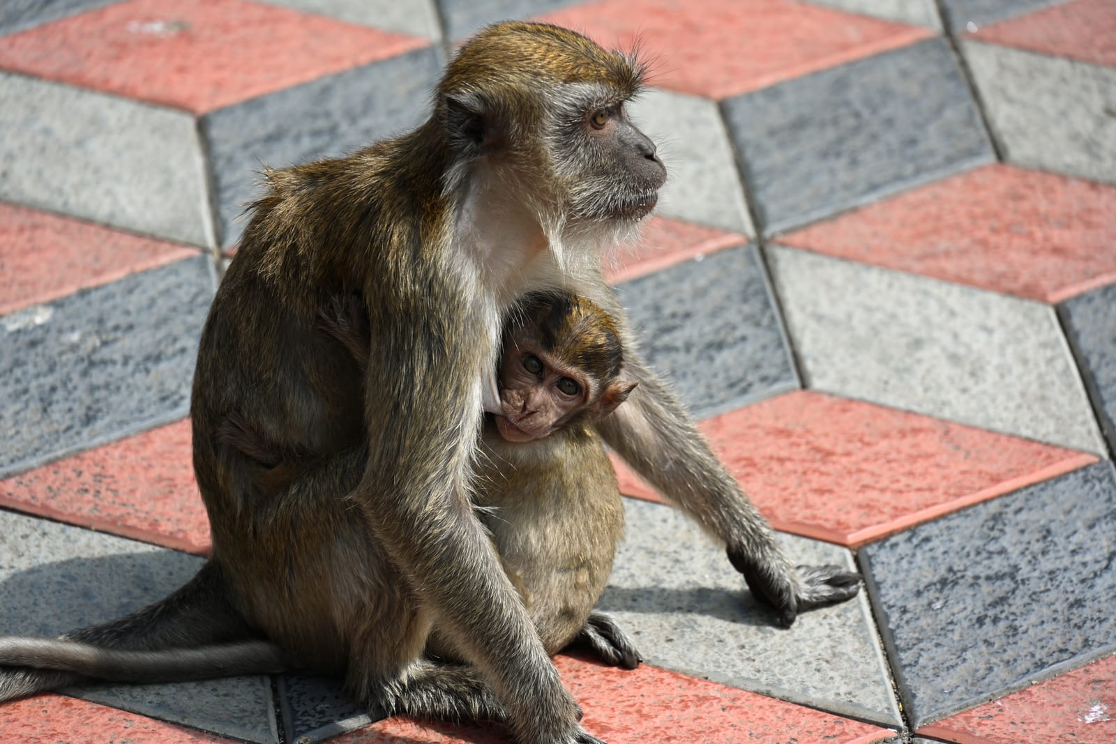 Mother macaque sheltering a baby on patterned paving