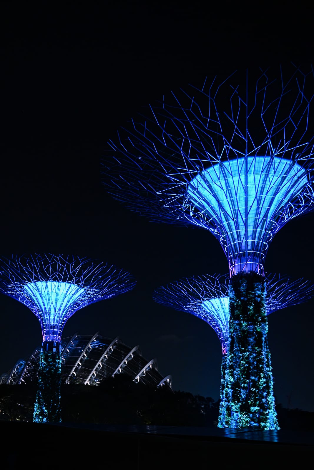 Blue-lit Supertrees against a black sky