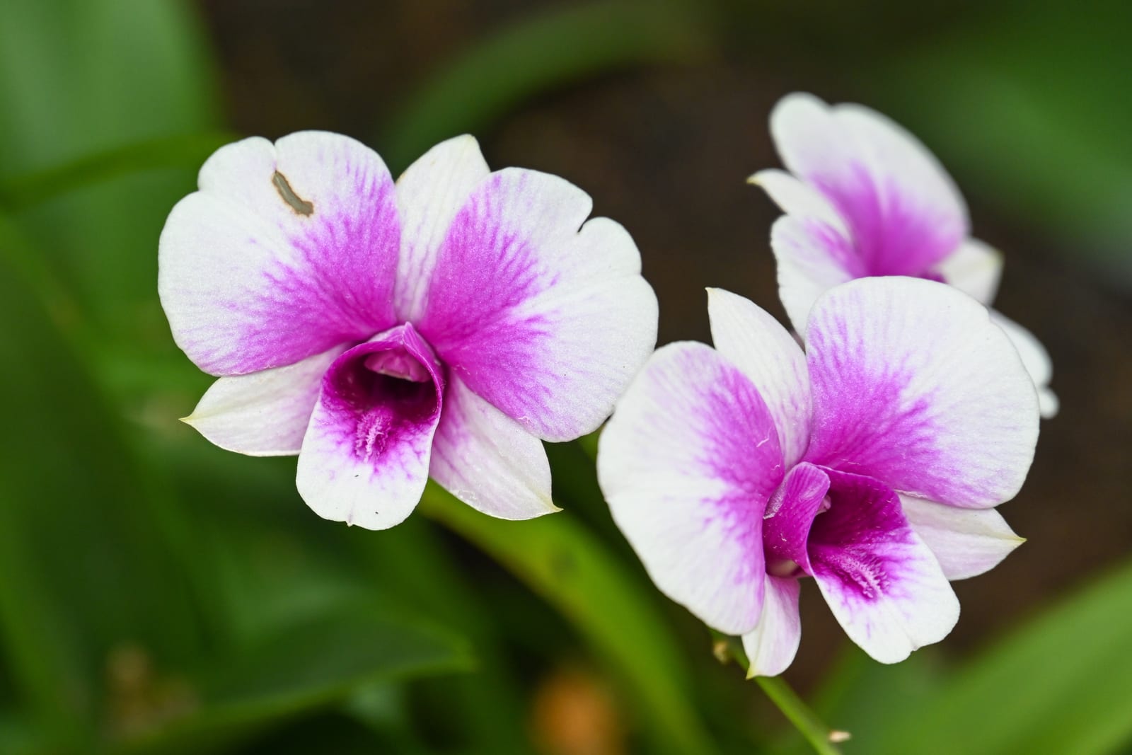 White orchids with magenta centres in shallow focus