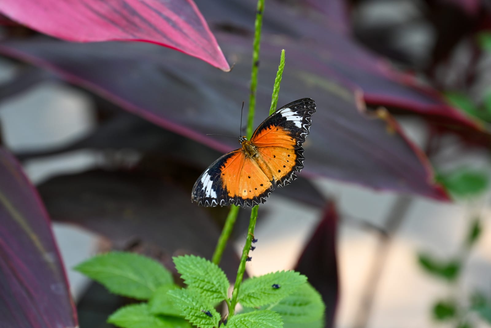 Orange and black butterfly perched on a stem among purple leaves