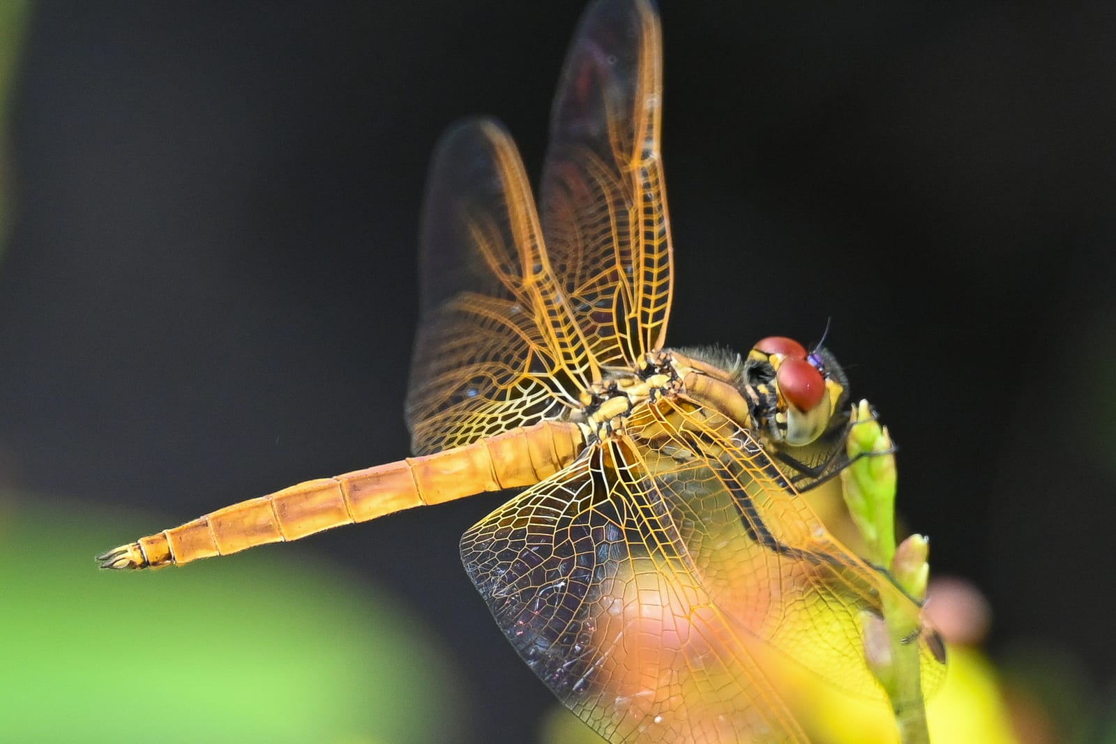 Macro of an orange dragonfly perched on a yellow flower against a dark background