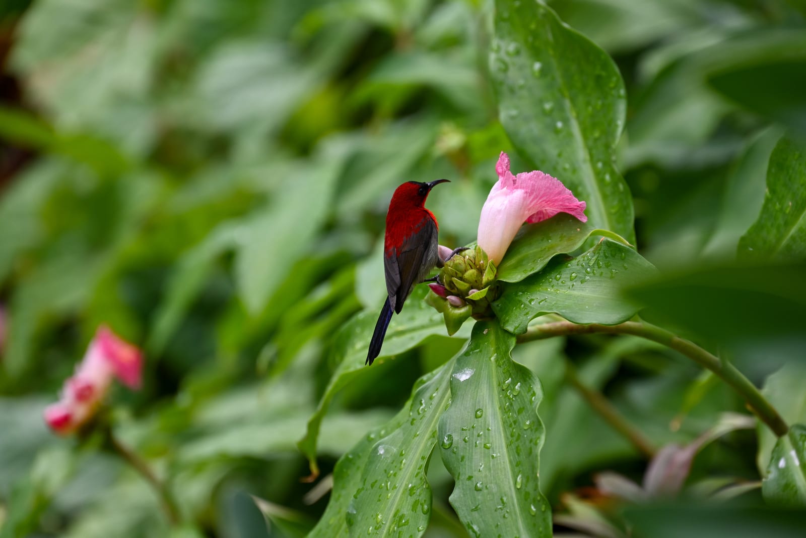Crimson sunbird feeding at a pink flower among green leaves