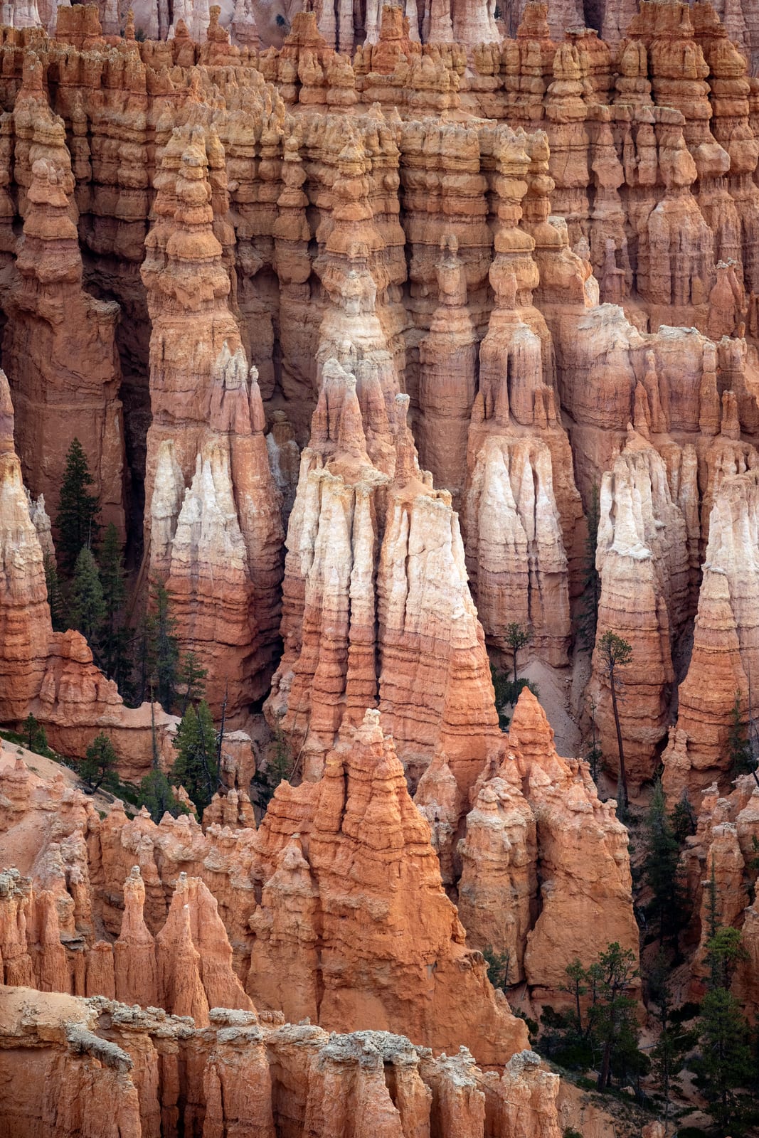 Dense wall of orange and white Bryce hoodoo fins