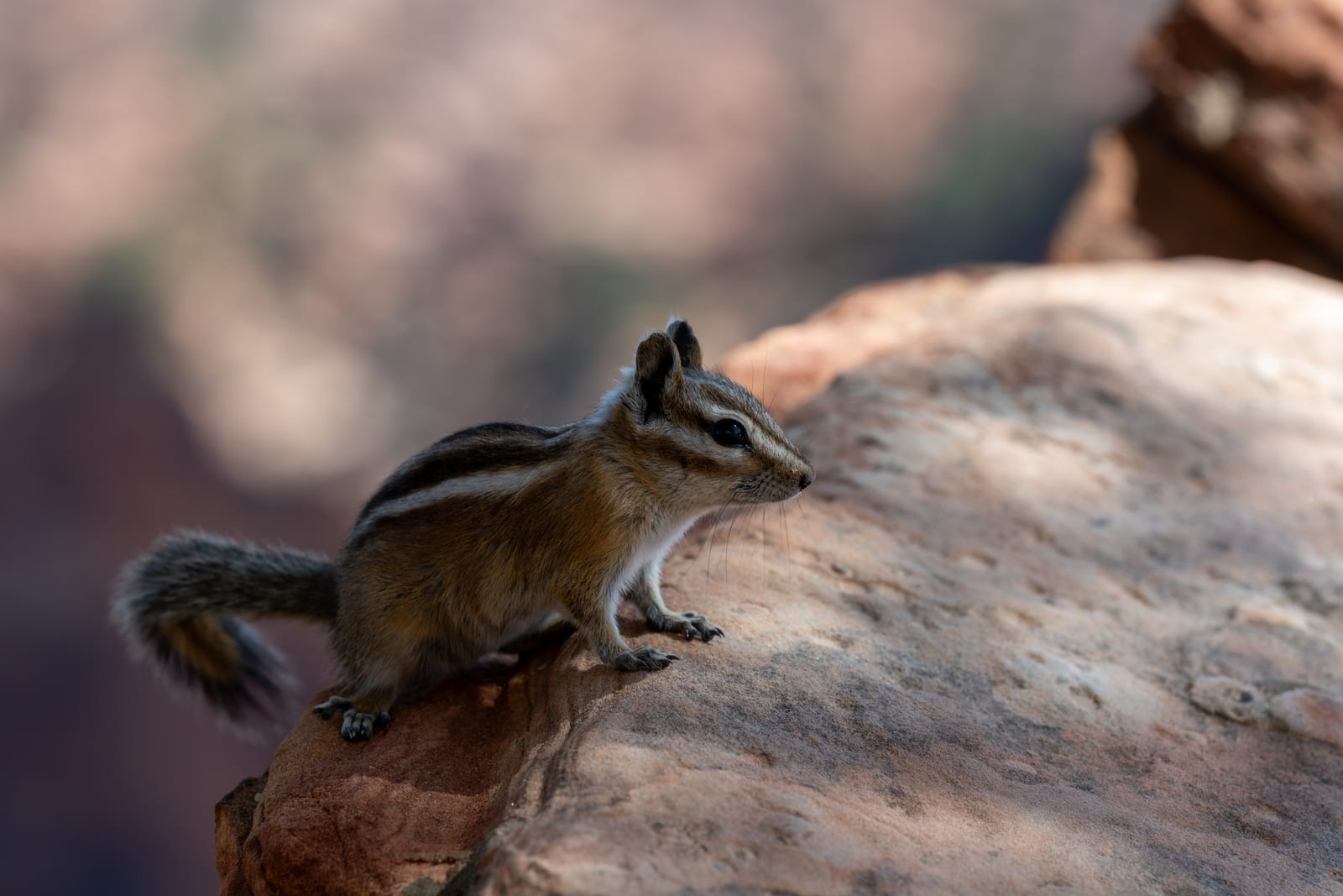 Chipmunk in profile on sandstone with blurred canyon behind