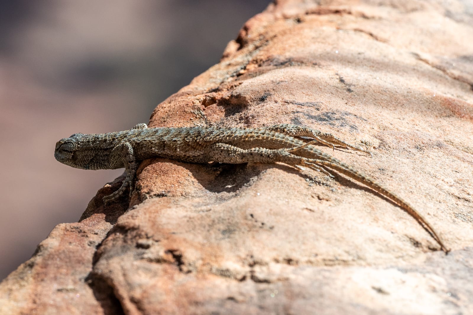 Lizard basking on pale sandstone, long tail trailing